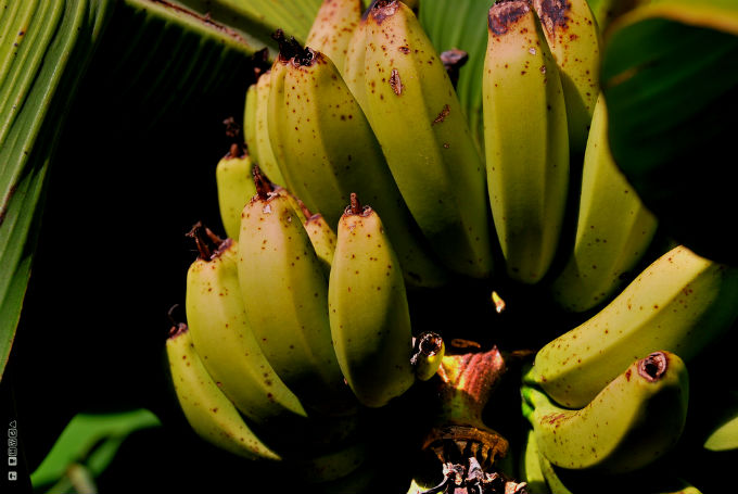 A diferença entre algumas espécies é estabelecida por aspectos como: porte da planta, tamanho do cacho, forma e cor da casca do fruto, gosto e aparência do fruto. Foto/crédito: Deuxflorida