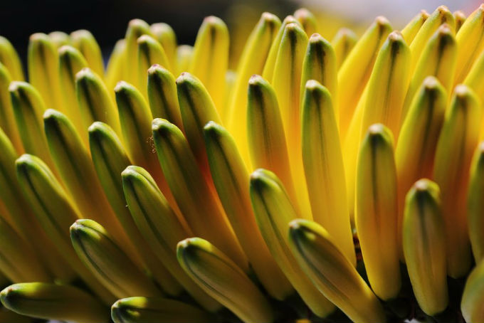 Estima-se que existam, aproximadamente, 130 cultivares básicas de bananeiras distribuídas pelo mundo. Foto/crédito: Emisi Production