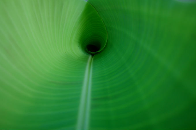 Quando realizada com critério, a produção de bananas é vigorosa e resistente as doenças. Foto/crédito: Epwuevos