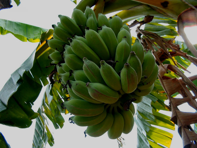 Prata, Prata Anã, Pacovan, Maçã, Terra, Mysore e D’angola são as mais consumidas pelo mercado interno. Foto/crédito: Functoruser