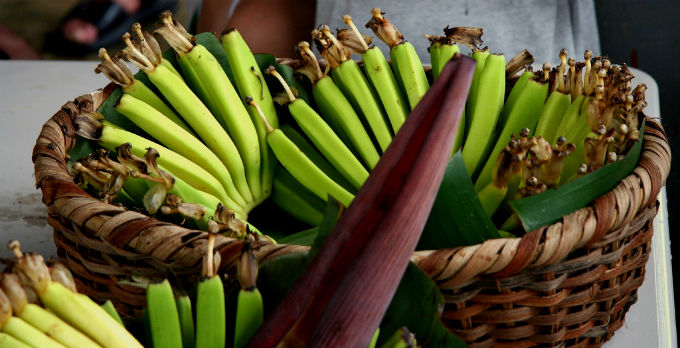 Além das variedades mais cultivadas e comercializadas no Brasil, ainda existem as híbridas. Foto/crédito: Gailf548