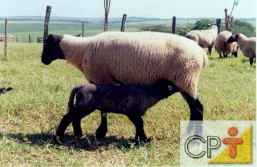 Curso CPT Melhoramento Genético de Ovinos