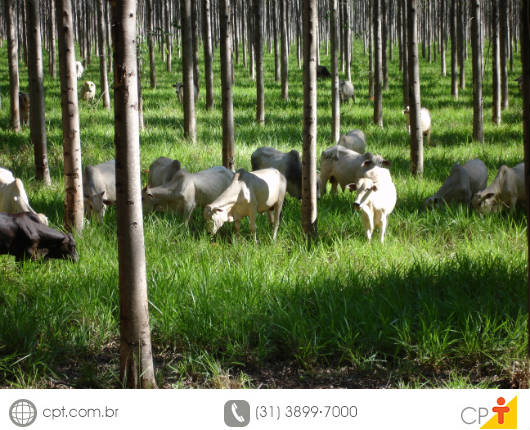 Implantação do Sistema de Integração Lavoura-Pecuária-Floresta A primeira etapa da implantação de um Sistema de Integração Lavoura-Pecuária-Floresta é a escolha do local
