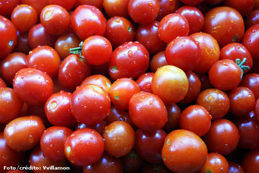 Tomate produzido especialmente para a indústria movimenta o campo. Curso CPT Produção de Tomate para a Indústria Tomate produzido especialmente para a indústria movimenta o campo. Curso CPT Produção de Tomate para a Indústria