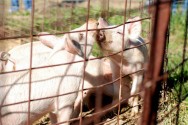 Pecuarista - conheça as vantagens da criação de suínos. Curso CPT Como Tornar seu Sítio Lucrativo O porco pode ser explorado com pequeno capital inicial, requer pouca atenção e é altamente prolífero. Foto/crédito: Cameron Nordholm
