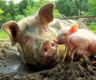 O porco é, dos animais domésticos, o que mais facilmente se adapta às variadas condições de clima. Foto/créditos: Ripperda