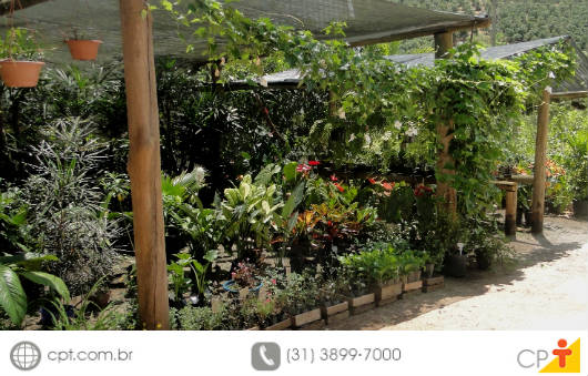 ¿Cómo debe un vivero de plantas ornamentales El vivero tiene entre sus retos la elección de la ubicación de instalación del vivero para el éxito de su empresa