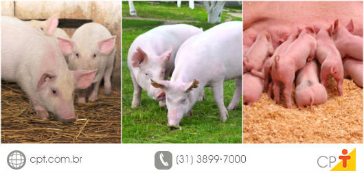 Dicas para o manejo na recria de leitoas de reposição No manejo da leitoa de reposição, deve-se evitar um crescimento excessivo para não afetar a morfologia geral da futura reprodutora