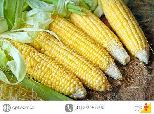 Como alimentar o gado na seca Em período de escassez de chuva, uma excelente alternativa de alimentação para o gado é a ensilagem ou silagem