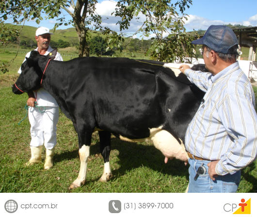 Juiz fazendo avaliação de vaca leiteira em concurso