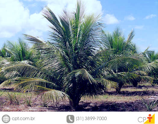 Coqueiro anão - 8 vantagens da irrigação localizada Dentre algumas vantagens da irrigação localizada do coqueiro anão, temos a economia de água, o baixo consumo de energia e o aumento da produção