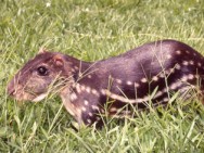 A paca sofre com a caça predatória