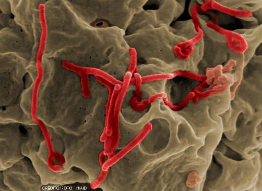 Ebola - contágio, sintomas, tratamento e vacina O Ebola é classificado como uma febre hemorrágica, na maioria dos casos, fatal, que é transmitida pelo vírus do gênero Filovirus