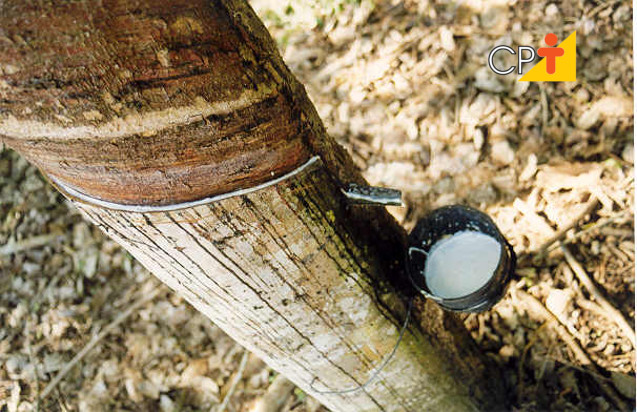 Seringueira borracha Seringueira borracha