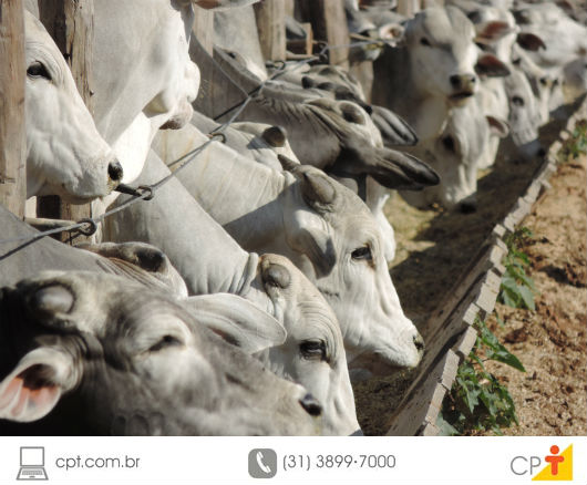 Bovinos de corte - exigências nutricionais para o desenvolvimento animal bovinos confinados para o abate sendo alimentados