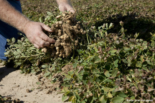 Cultivo de amendoim - saiba mais sobre a secagem artificial agricultor coletando amostras de amendoim na plantação para submeter à secagem