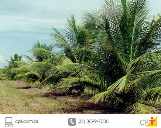 Produção de coco anão Produção de coco anão