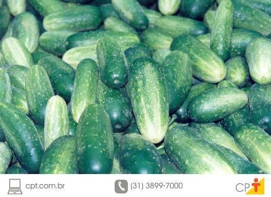 Cultivo de Pepino em Estufa Cultivo de Pepino em Estufa
