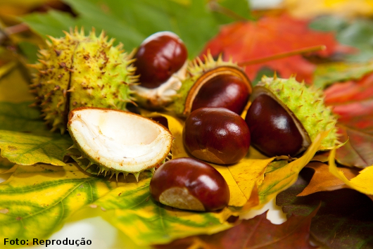 Castanha da Índia Castanha da Índia