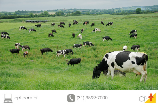 Produção de Leite a Pasto