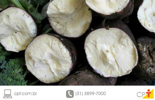 Como plantar mandioca - conheça o passo a passo foto de mandioca