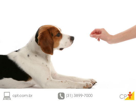 Adestramento - como os cães aprendem? cão sendo adestrado