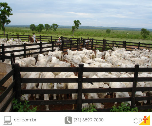 Gado de corte confinado - produtividade e bem-estar animal foto de gado de corte em confinamento