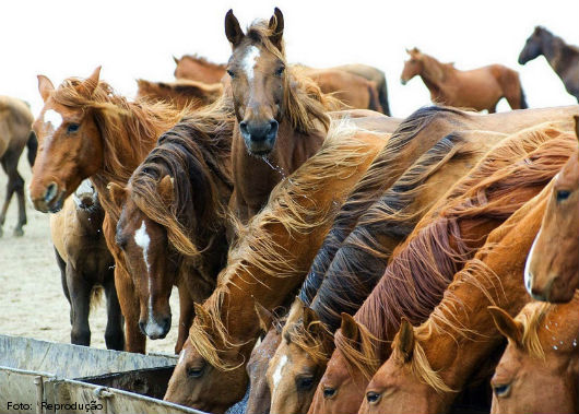 Caballos - cómo alimentar correctamente caballos siendo alimentados
