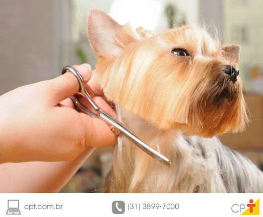 Pelos embolados? Tosa integral neles!