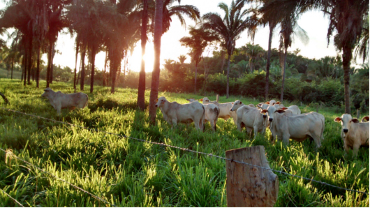 Agropecuaria sustentavel
