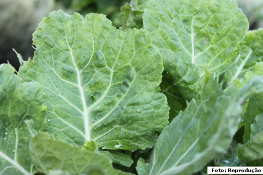 Horta caseira - 6 verduras que você tem de ter em sua casa