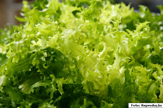 Horta caseira - 6 verduras que você tem de ter em sua casa