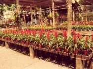 Bromeli&aacute;rio
