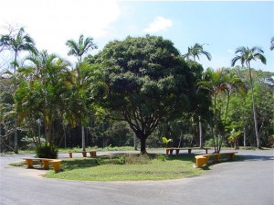 Mata da Represa