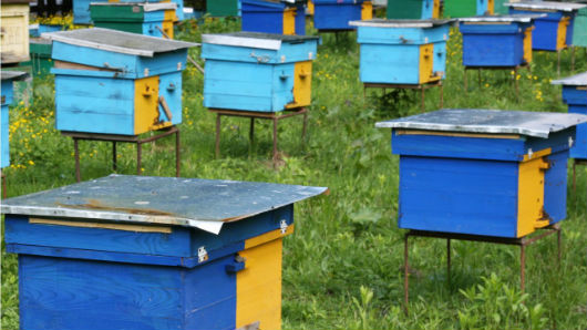Apicultura migratória: como funciona? Apicultura migratória: como funciona?