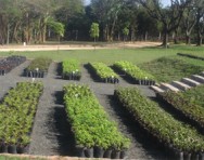 Mudas de qualidade são de fundamental importância para o sucesso na implantação e manutenção de qualquer projeto paisagístico, arborização urbana ou mesmo para o cultivo de plantas em vaso. Mudas de qualidade são de fundamental importância para o sucesso na implantação e manutenção de qualquer projeto paisagístico, arborização urbana ou mesmo para o cultivo de plantas em vaso.