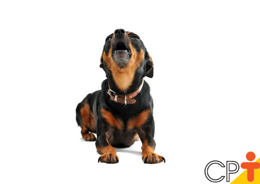Por que os cães latem? Como corrigir os excessos? - Artigos CPT Por que os cães latem? Como corrigir os excessos? - Artigos CPT