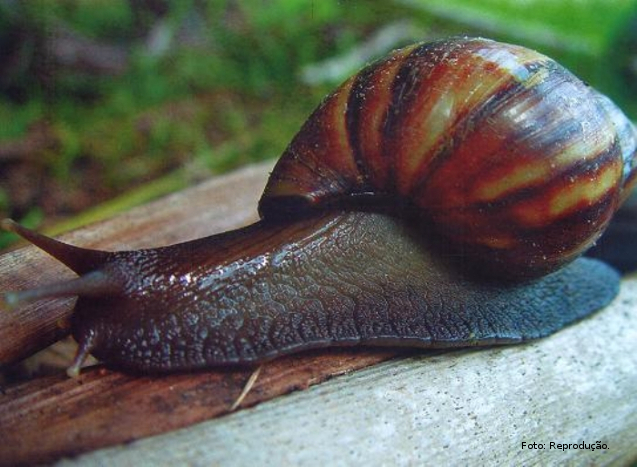 Caramurjo africana Caramurjo africana