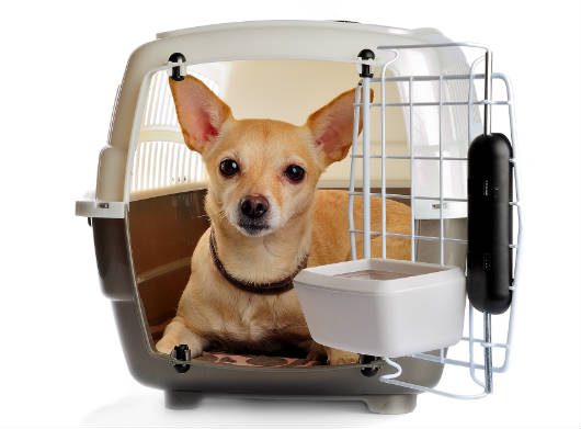 Transporte de animais em avi&atilde;o