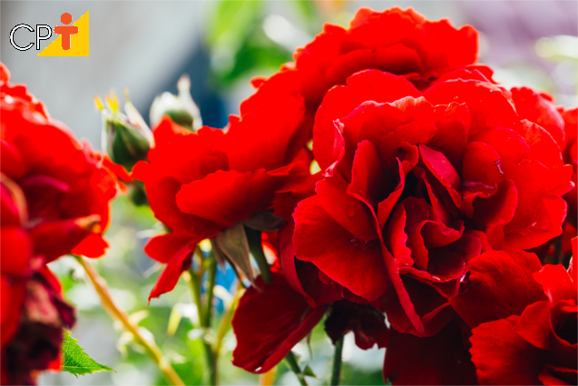 Mudas de rosas por enxertia Mudas de rosas por enxertia