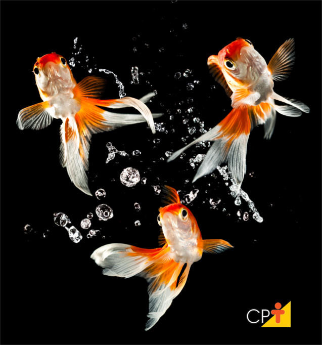 Espécies de peixes Espécies de peixes