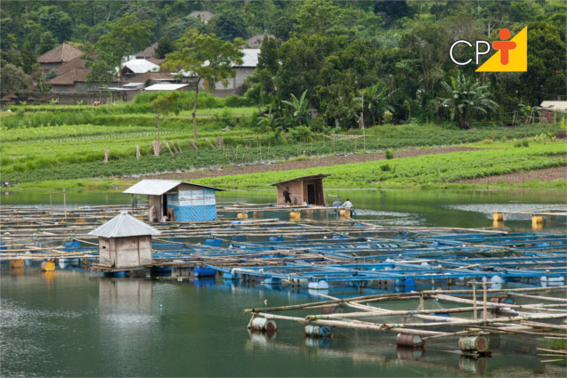 Estrutura para produção de peixes