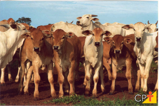 Cruzamento Nelore x Limousin Cruzamento Nelore x Limousin
