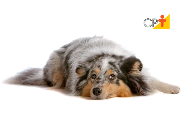 Cães desmaiados Cães desmaiados