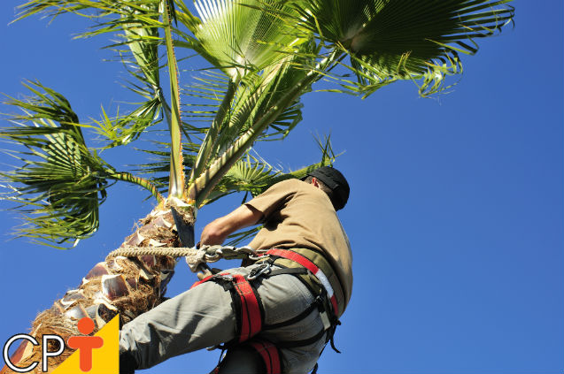 Industrialização do coco  Artigos Cursos CPT