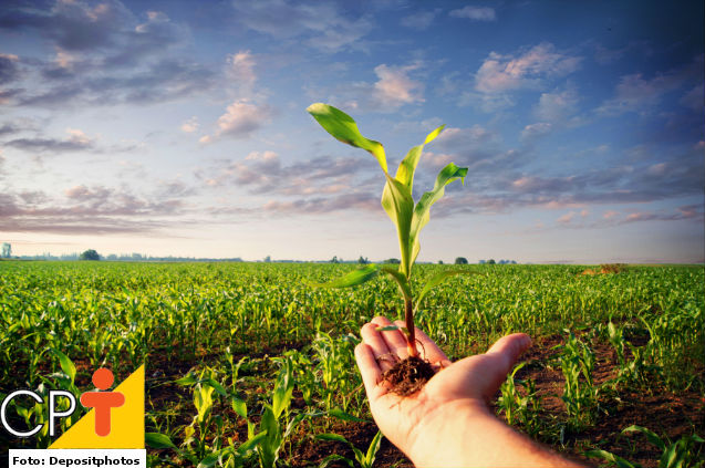 Milho verde: principais e melhores cultivares para plantio Dicas Cursos CPT Milho verde: principais e melhores cultivares para plantio Dicas Cursos CPT