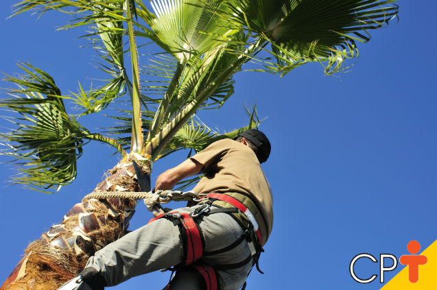 Cultivar coco é vantajoso, mas pragas e doenças atrapalham a produção   Artigos Cursos CPT