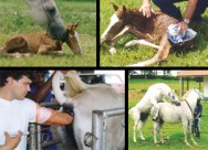 Novas técnicas ajudam o criador de cavalos a optar pela melhor forma de aumentar o índice de prenhez. Novas técnicas ajudam o criador de cavalos a optar pela melhor forma de aumentar o índice de prenhez.