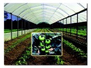 Todas as práticas empregadas no cultivo orgânico visam o estabelecimento de um sistema ecologicamente equilibrado e estável Todas as práticas empregadas no cultivo orgânico visam o estabelecimento de um sistema ecologicamente equilibrado e estável