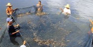 A produção de camarões marinhos, em ambiente de cultivo no Brasil, tem se expandido rapidamente nos últimos 20 anos. A produção de camarões marinhos, em ambiente de cultivo no Brasil, tem se expandido rapidamente nos últimos 20 anos.